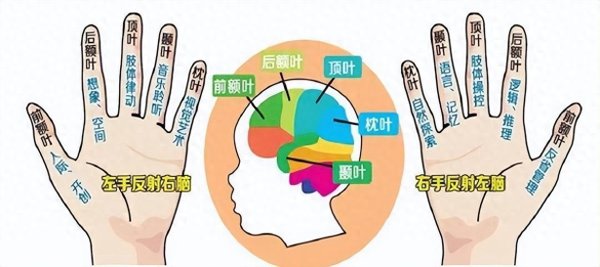 融金汇银 孩子聪不聪明，看手上“信号”就知道，不用等长大！